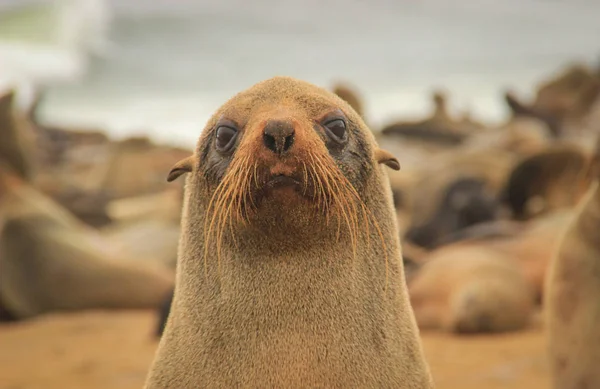 Cucciolo Foca Pelliccia Sulla Spiaggia Dell Oceano Atlantico Namibia Africa — Foto Stock