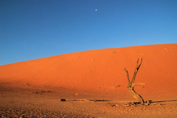 Dead Vlei Parte Sur Del Desierto Namib Parque Nacional Namib — Foto de Stock