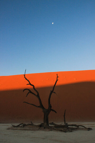 Dead Vlei in the southern part of the Namib Desert, in the Namib-Nacluft National Park in Namibia. Sossusvlei