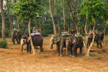 Chitwan, Nepal - 6 Nisan 2014: Fil taksi. Milli park filleri yürüme. Filler üzerinde sürme.
