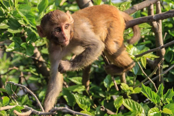 Sitzt Der Affe Auf Einem Ast Die Bewohner Des Dschungels — Stockfoto