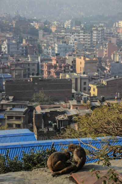 Macacos Limpam Uns Aos Outros Contra Cidade Katmandu Nepal — Fotografia de Stock