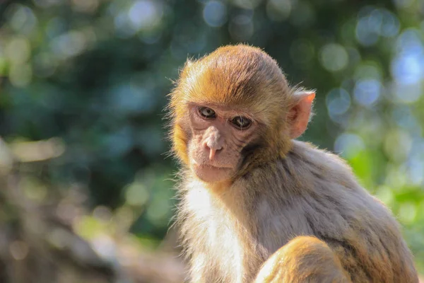 Ein Nachdenkliches Affenporträt Die Bewohner Des Dschungels — Stockfoto
