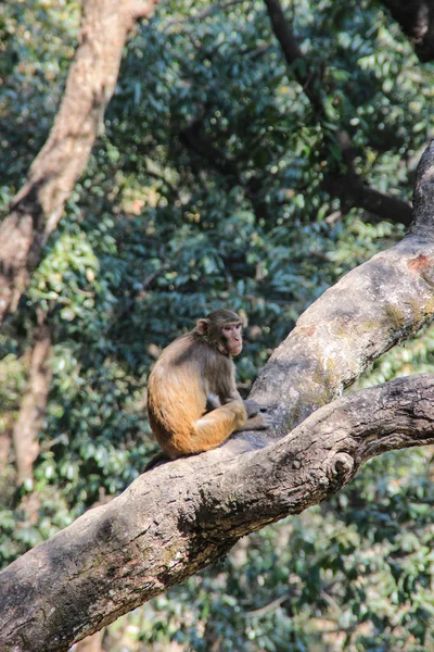 Monkey Sits Tree Branch Inhabitants Jungle — Stock Photo, Image