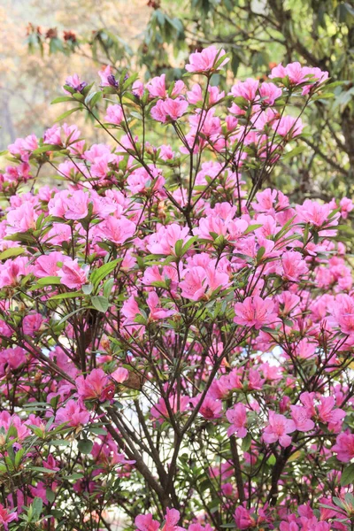 네팔에 분홍색 꽃으로 진달래 — 스톡 사진