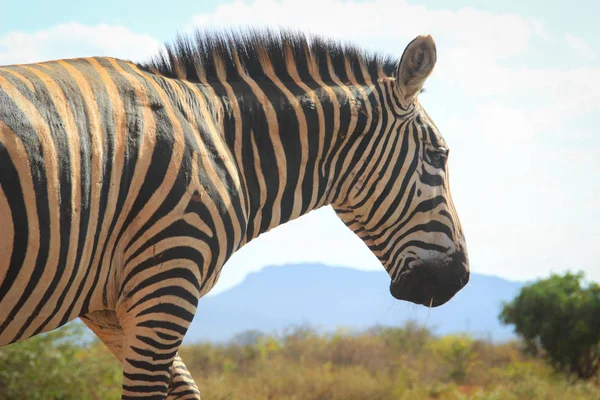 Portréty Africké Zebry Národní Park Tsavo Keňa — Stock fotografie