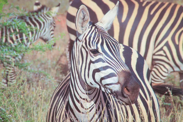 Portrety Afryki Zebry Park Narodowy Tsavo Kenia — Zdjęcie stockowe