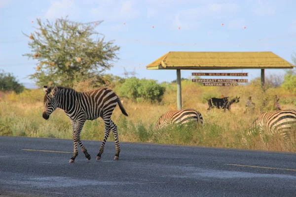 Parque Nacional Tsavo Kenia Enero 2015 Cebras Cruzan Carretera Parque — Foto de Stock