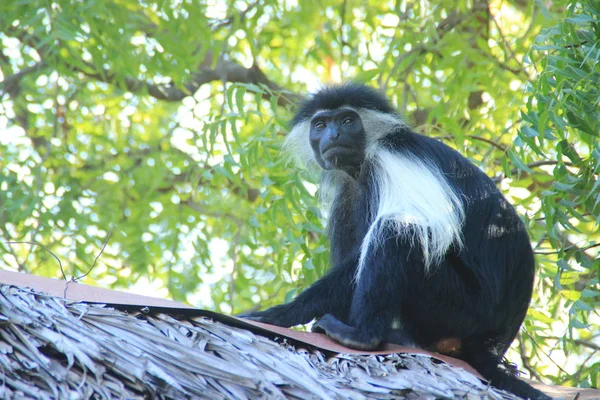 Krásná Neobvyklá Chytré Opice Colobus Keni Afrika — Stock fotografie