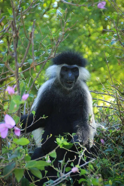 Schöner Und Ungewöhnlich Cleverer Affenkolobus Kenia Afrika — Stockfoto