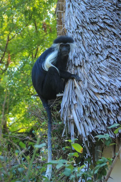 Beautiful Unusual Clever Monkey Colobus Kenya Africa — Stock Photo, Image