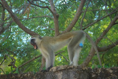 Aggressive and angry vervet monkey grins on the fence. Kenya, Africa. clipart