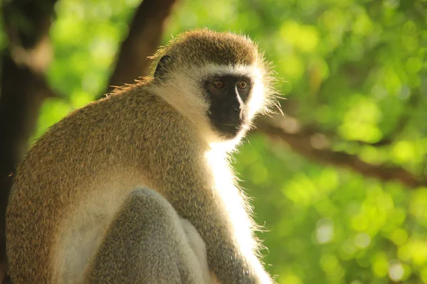 Thoughtful Monkey Portrait Thoughtful Monkey Portrait — Stock Photo, Image