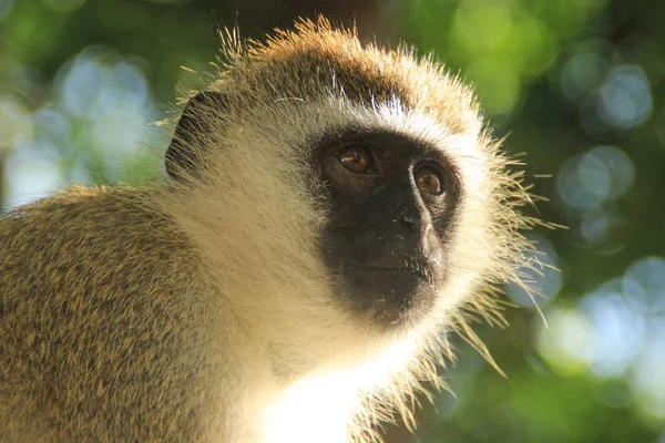 Přemýšlivý Opice Portrét Portrét Promyšlené Opice — Stock fotografie
