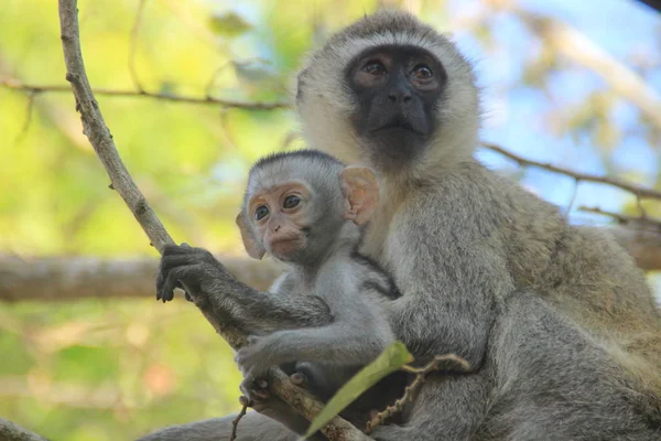 Schöne Und Rührende Mutter Und Baby Affen Fürsorge Und Liebe — Stockfoto