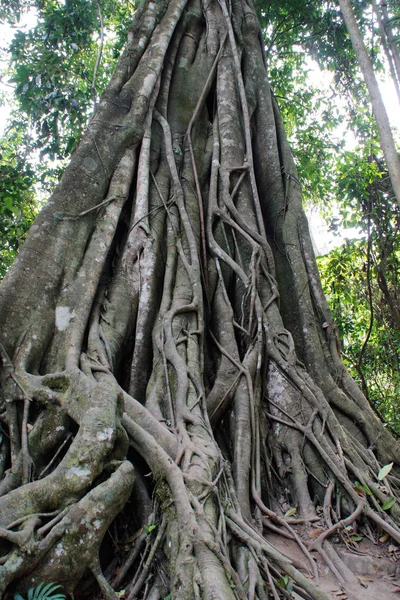 Big Banyan Tree Crece Parque Nacional Laos Cerca Luang Probang —  Fotos de Stock