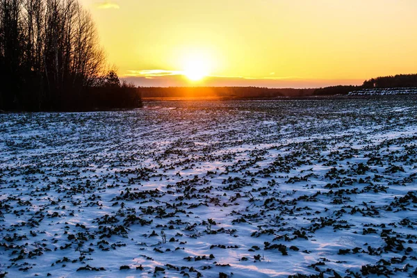 Під Час Заходу Сонця Яскраві Зимове Сонце Над Полем Лісу — стокове фото