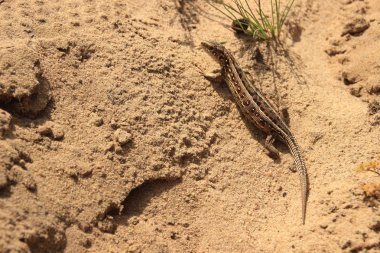 Küçük kahverengi kertenkele çöl kahverengi kumları üzerinde çalışır.