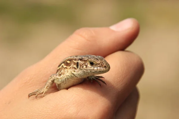 Pequeno Lagarto Marrom Senta Nas Palmas Das Mãos Close — Fotografia de Stock