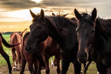 At sürüsü grazes ve birbirleri ile günbatımında oynama. Çiftlik hayatı