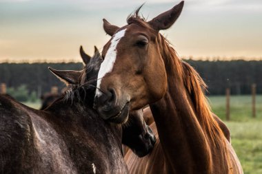 At sürüsü grazes ve birbirleri ile günbatımında oynama. Çiftlik hayatı