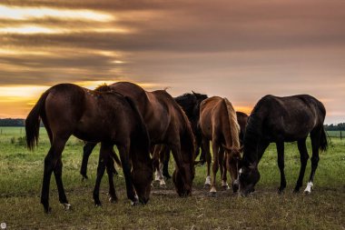 At sürüsü grazes ve birbirleri ile günbatımında oynama. Çiftlik hayatı