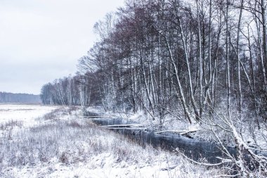 Kış manzara: orman ve orman içinde belgili tanımlık kar.
