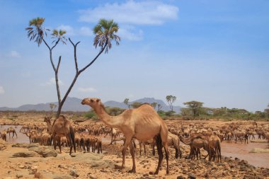 Deve sürüsü bir sıcak yaz gününde nehirde soğur. Kenya, Etiyopya. Afrika