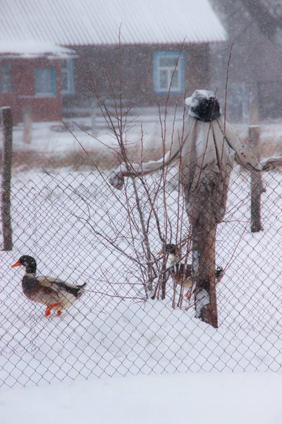Vogelverschrikker Tuin Winter Binnenlandse Eend Landelijke Omgeving — Stockfoto
