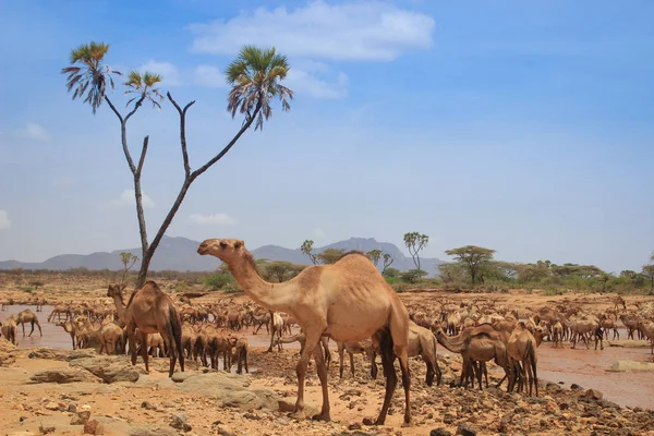 Einem Heißen Sommertag Kühlt Sich Eine Kamelherde Fluss Kenia Äthiopien — Stockfoto