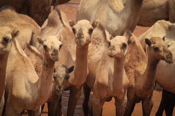 Una Manada Camellos Enfría Río Caluroso Día Verano Kenia Etiopía — Foto de Stock