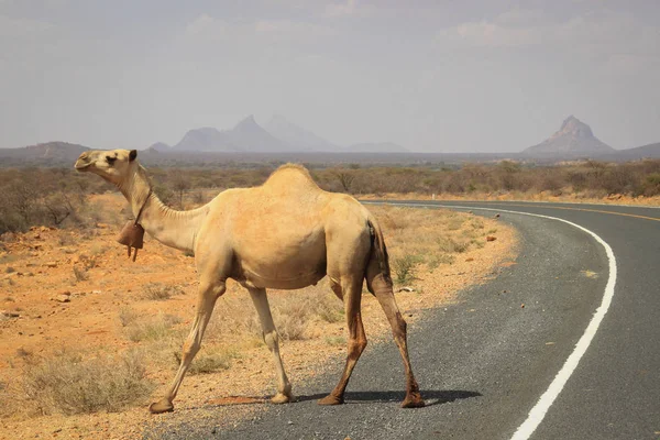 The camel crosses the road on the border of Kenya and Ethiopia. Africa