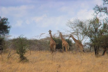 Afrika zürafa savannah otlatmak. Yaban hayatı Afrika