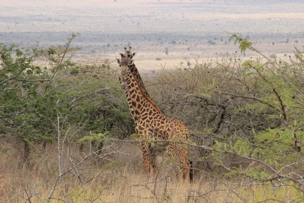 Afrykańskiej Żyrafy Pasą Się Savannah Dzikie Zwierzęta Afryki — Zdjęcie stockowe