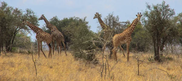 African Giraffes Graze Savannah Wildlife Africa — Stock Photo, Image