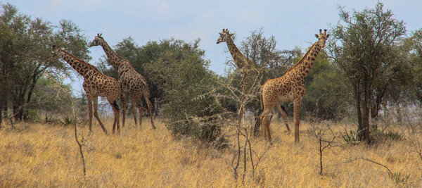 African giraffes graze in the savannah. Wildlife Africa
