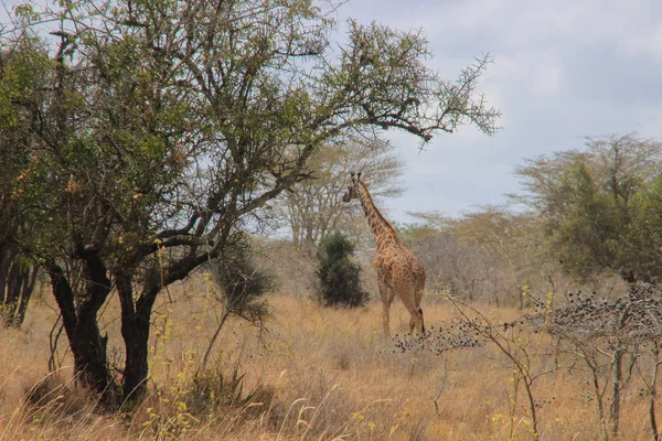 African Giraffes Graze Savannah Wildlife Africa — Stock Photo, Image