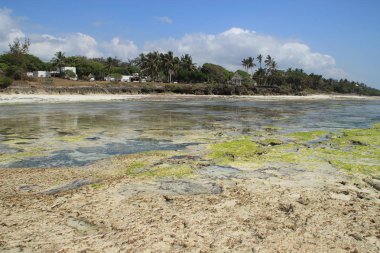 Düşük tide Diani plajda, Hint Okyanusu kıyısında. Kenya, Afrika