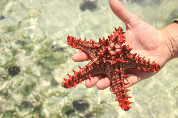 Rode Zeester Palm Indische Oceaan Kust Diani Beach Kenia Mombasa — Stockfoto