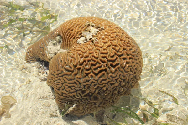 Coral Tiene Forma Cerebro Kenia Mombasa Costa Del Océano Índico — Foto de Stock