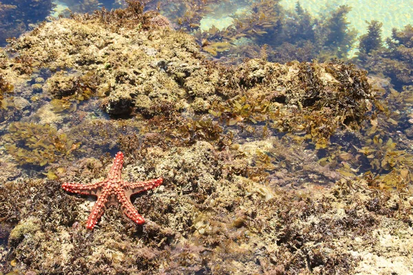 Estrella Mar Roja Costa Del Océano Índico Playa Diani Kenia — Foto de Stock