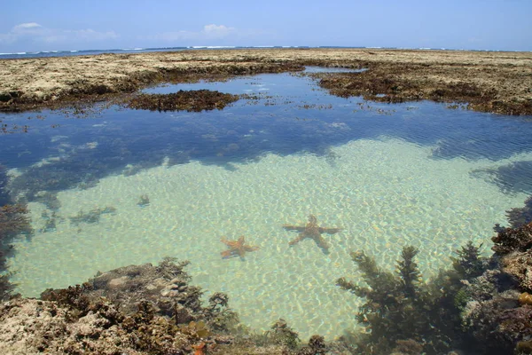 Starfish Liggen Het Turquoise Zout Water Van Indische Oceaan Onder — Stockfoto