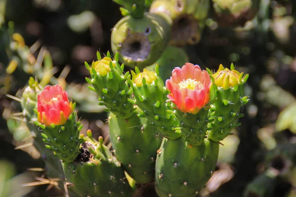 Kwitnienie Czerwonych Kwiatów Kaktusa Opuntia — Zdjęcie stockowe