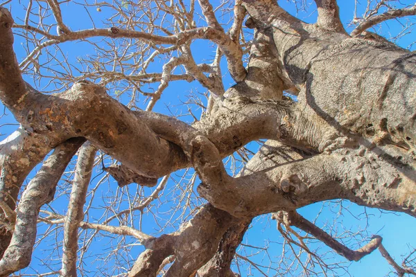 Las Poderosas Ramas Del Viejo Baobab —  Fotos de Stock