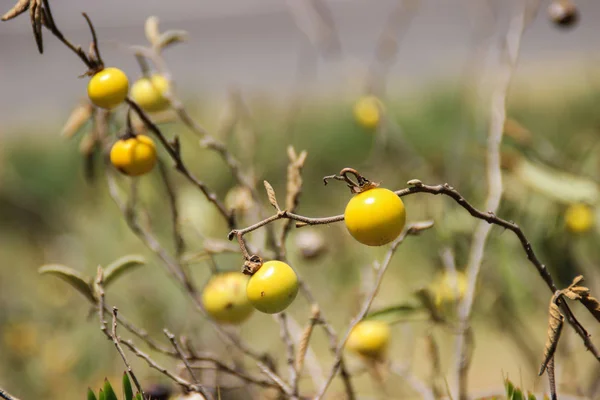 Small yellow fruits of an African plant that survived drought