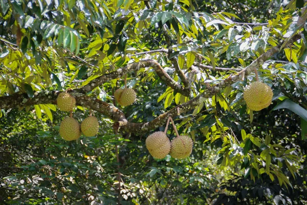 Kungen Frukt Färska Och Mogna Durian Grenarna Trädet Durian — Stockfoto