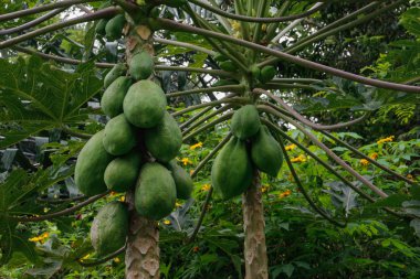 Yeşil papaya meyve ağaçları plantasyonda olgunlaşma. Taze meyve