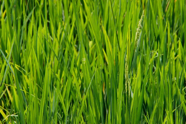 Celeru Rýže Hroty Jsou Fotografoval Detailu Asijská Rýže — Stock fotografie