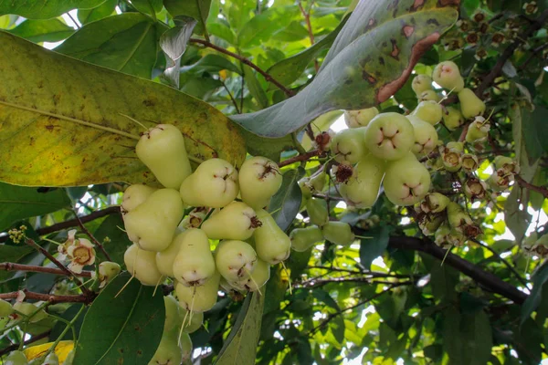 A water apple ripens on the branches of a tree. Clusters of Fresh Young Fruit
