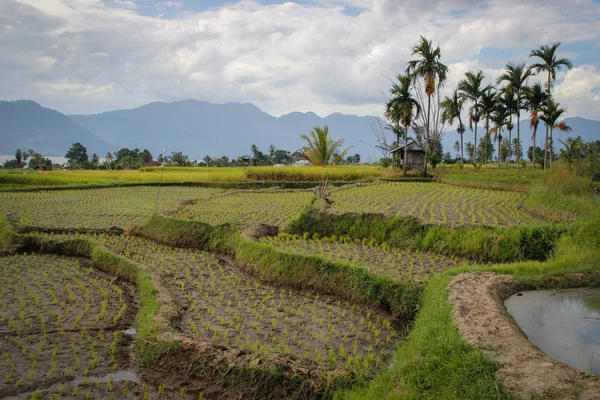 印度尼西亚苏门答腊岛上的稻田 亚洲农业 — 图库照片